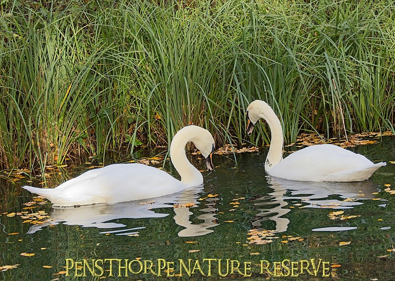20251113PENSNOV00401A.JPG