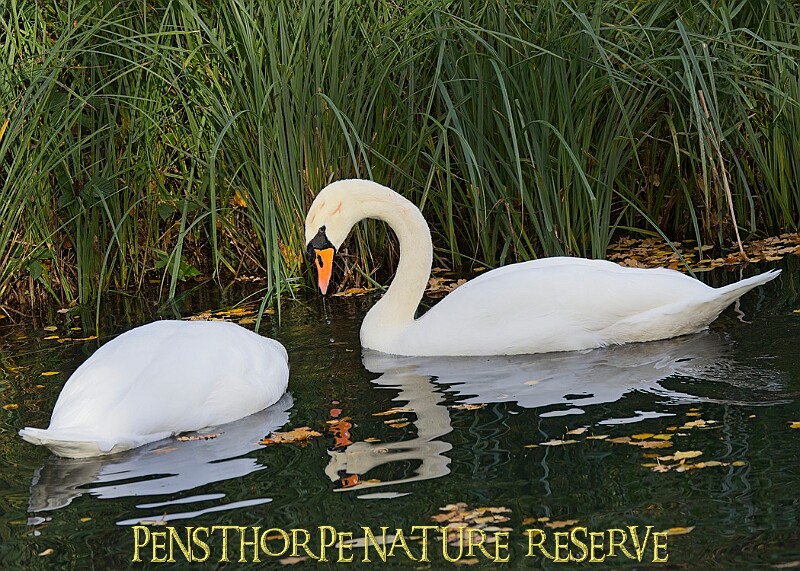 20251113PENSNOV00409A.JPG