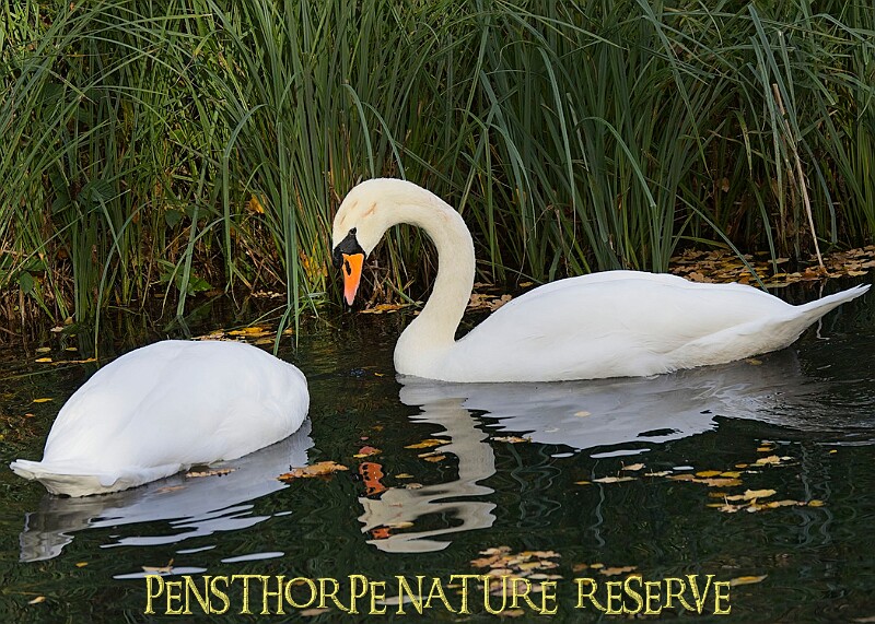20251113PENSNOV00410A.JPG