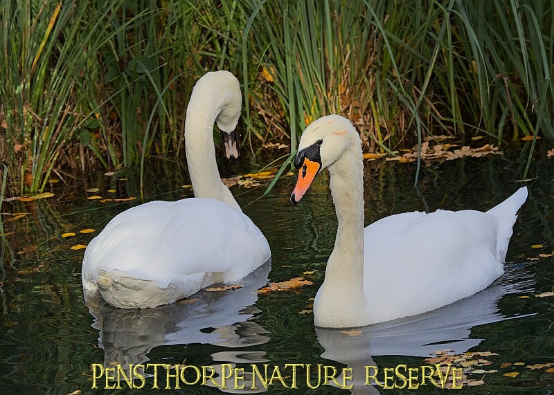 20251113PENSNOV00412A.JPG