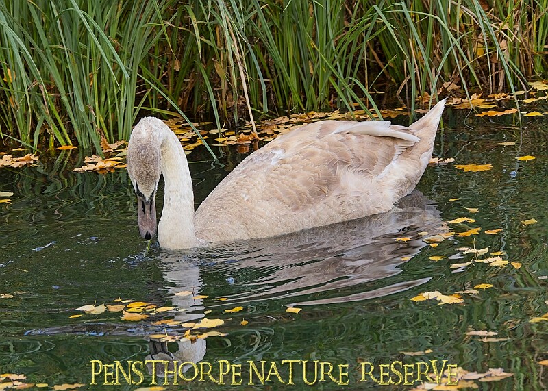 20251113PENSNOV00416A.JPG