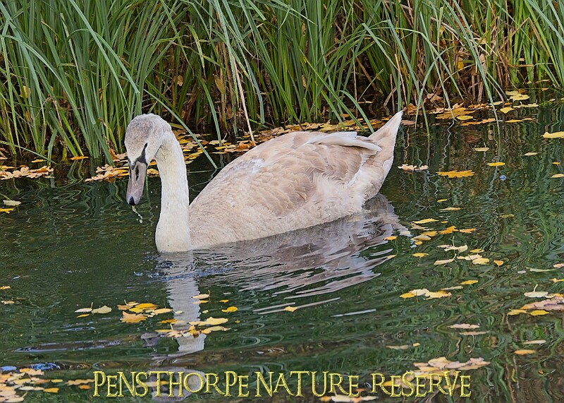 20251113PENSNOV00420A.JPG