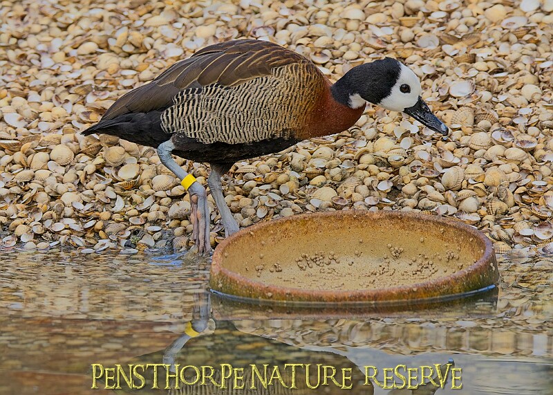 20251113PENSNOV00451A.JPG