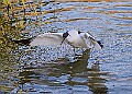 20251113PENSNOV00036A