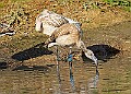 20251113PENSNOV00082A