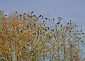 20251113PENSNOV00109A