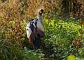 20251113PENSNOV00154A