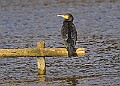 20251113PENSNOV00335A