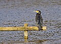 20251113PENSNOV00336A