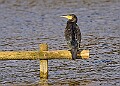 20251113PENSNOV00337A