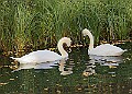 20251113PENSNOV00402A
