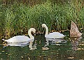 20251113PENSNOV00403A
