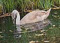20251113PENSNOV00405A