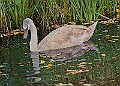 20251113PENSNOV00406A