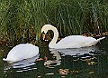 20251113PENSNOV00409A