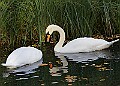 20251113PENSNOV00410A