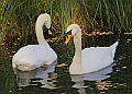 20251113PENSNOV00411A