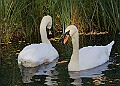 20251113PENSNOV00412A
