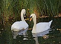 20251113PENSNOV00413A