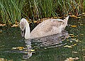 20251113PENSNOV00416A