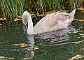 20251113PENSNOV00417A
