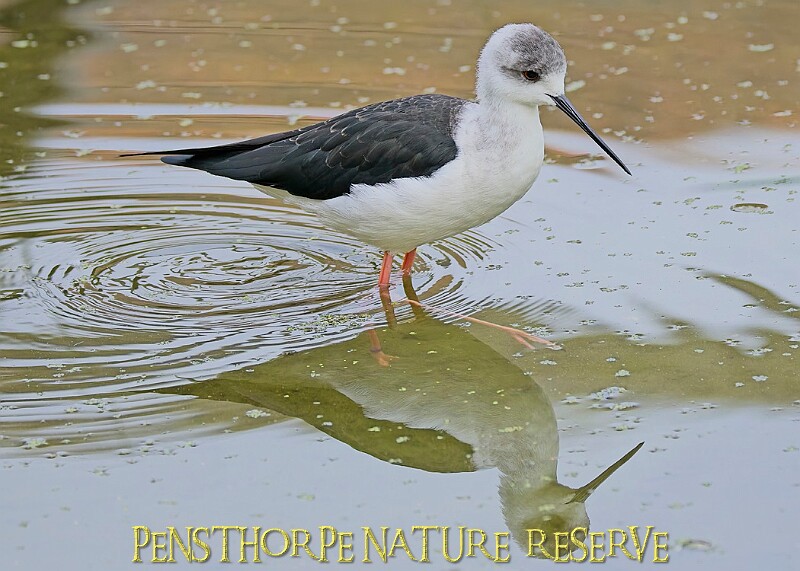 251009PENSOCT00022A.jpg