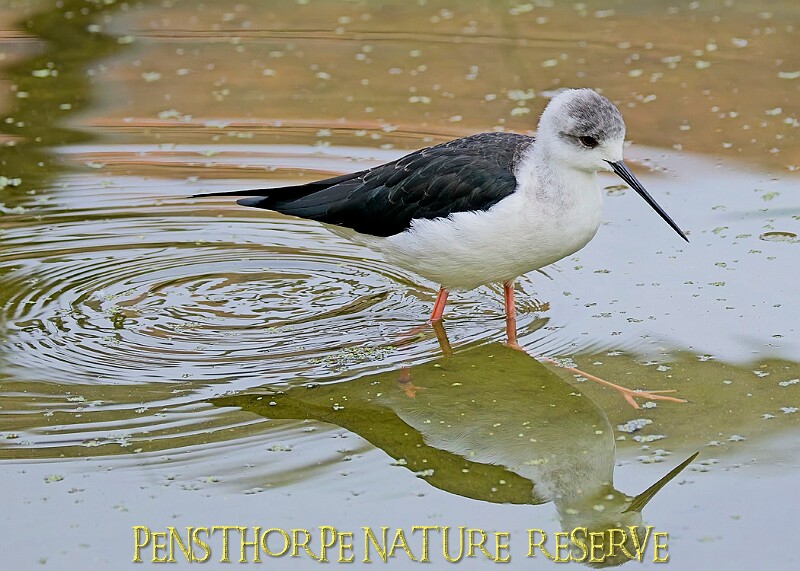 251009PENSOCT00023A.jpg