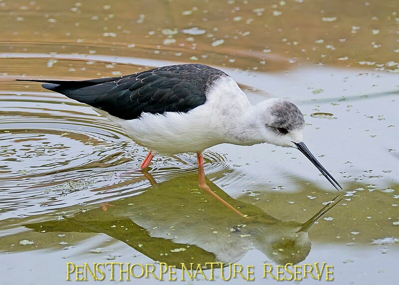 251009PENSOCT00024A.jpg