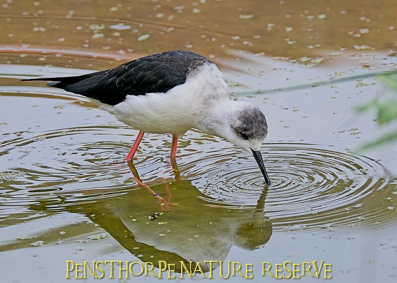 251009PENSOCT00025A.jpg