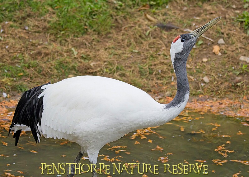 251009PENSOCT00118A.JPG