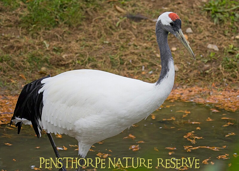 251009PENSOCT00121A.JPG