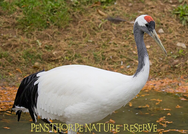 251009PENSOCT00122A.JPG