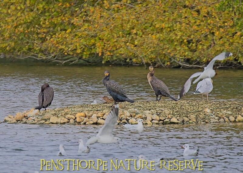 251009PENSOCT00303A.JPG