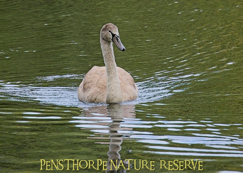251009PENSOCT00329A.JPG