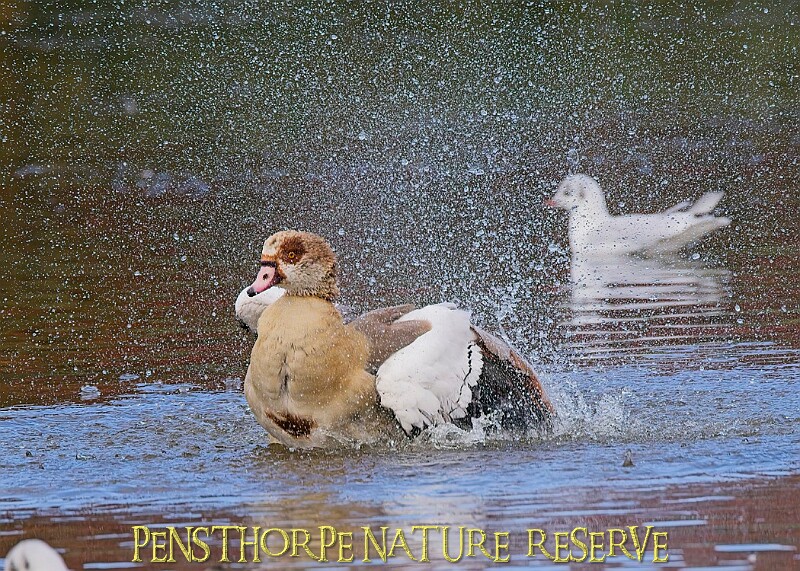 251009PENSOCT00381A.JPG