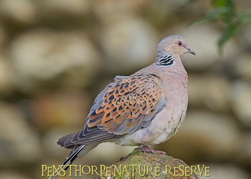 251009PENSOCT00403A.JPG