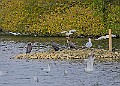 251009PENSOCT00305A