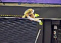 20260214 UKAINDDORSSATA00470A